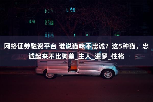 网络证劵融资平台 谁说猫咪不忠诚？这5种猫，忠诚起来不比狗差_主人_暹罗_性格