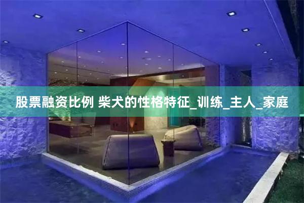 股票融资比例 柴犬的性格特征_训练_主人_家庭