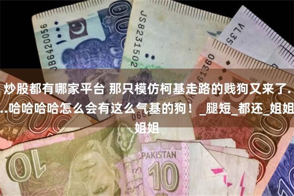 炒股都有哪家平台 那只模仿柯基走路的贱狗又来了...哈哈哈哈怎么会有这么气基的狗！_腿短_都还_姐姐